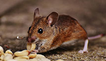 24 Hour & Emergency Exterminators in New Hartford, CT